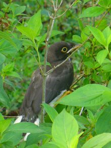 Brown Jay Juvenile